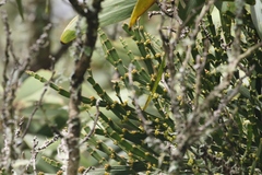 Korthalsella complanata