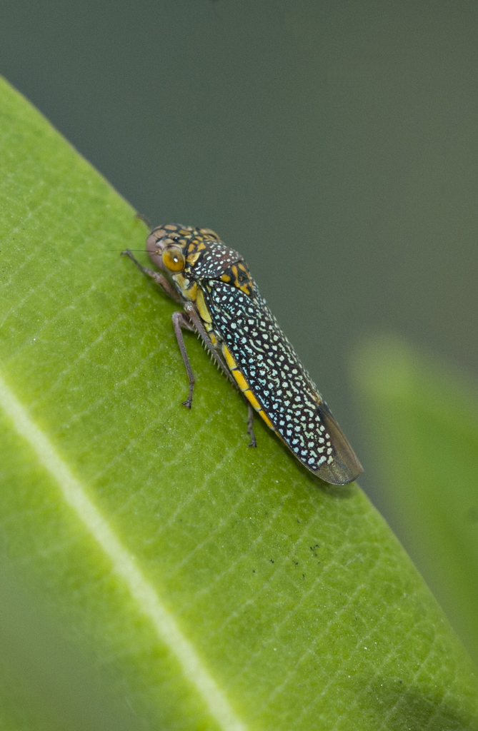 Molomea lineiceps