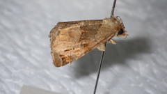 Niphonyx segregata