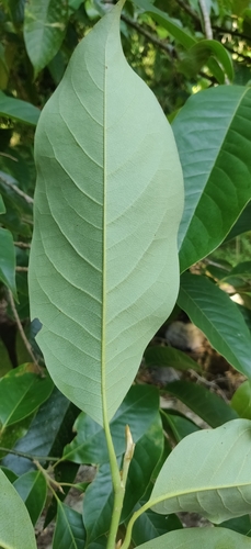 Image of Magnolia champaca by (c) T R Shankar Raman, some rights reserved (CC BY)