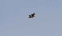 Buteo solitarius