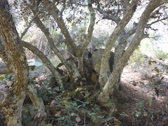 Quercus alnifolia