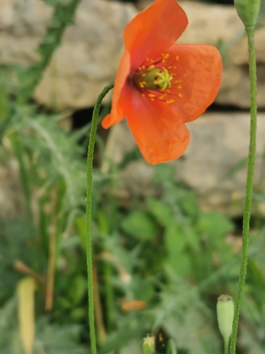 Image of Papaver purpureomarginatum by (c) Antoine Guiguet, some rights reserved (CC BY)