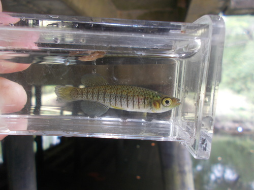 Bayou topminnow (Fundulus nottii) — Fundulidae — 5