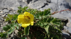Geum reptans