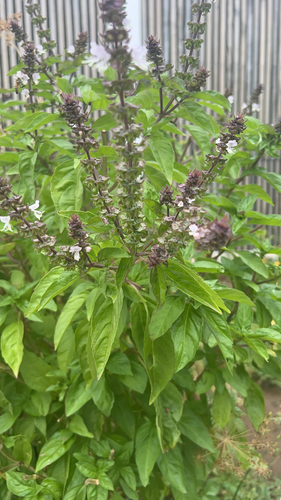 Ocimum basilicum image