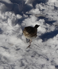 Anthus novaeseelandiae