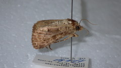 Atrachea nitens