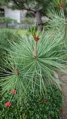 Pinus morrisonicola