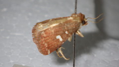 Acosmetia biguttula