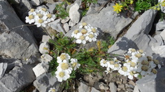 Achillea atrata