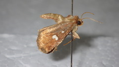 Acosmetia biguttula