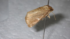 Acosmetia biguttula