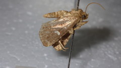 Acosmetia biguttula