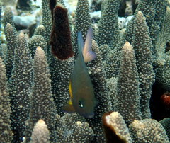 Plectroglyphidodon dickii