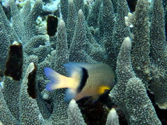 Plectroglyphidodon dickii