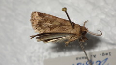Spodoptera depravata