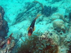Amphiprion barberi