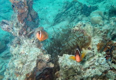 Amphiprion barberi