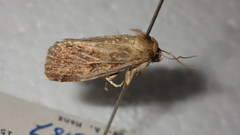 Spodoptera depravata
