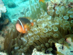 Amphiprion barberi