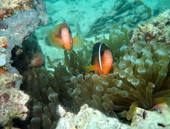 Amphiprion barberi