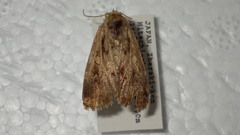 Spodoptera depravata