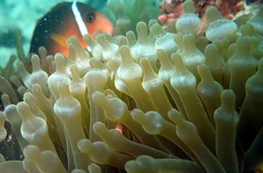 Amphiprion barberi