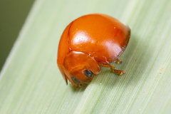 Chilocorus circumdatus