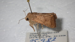 Athetis stellata