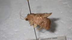Athetis stellata