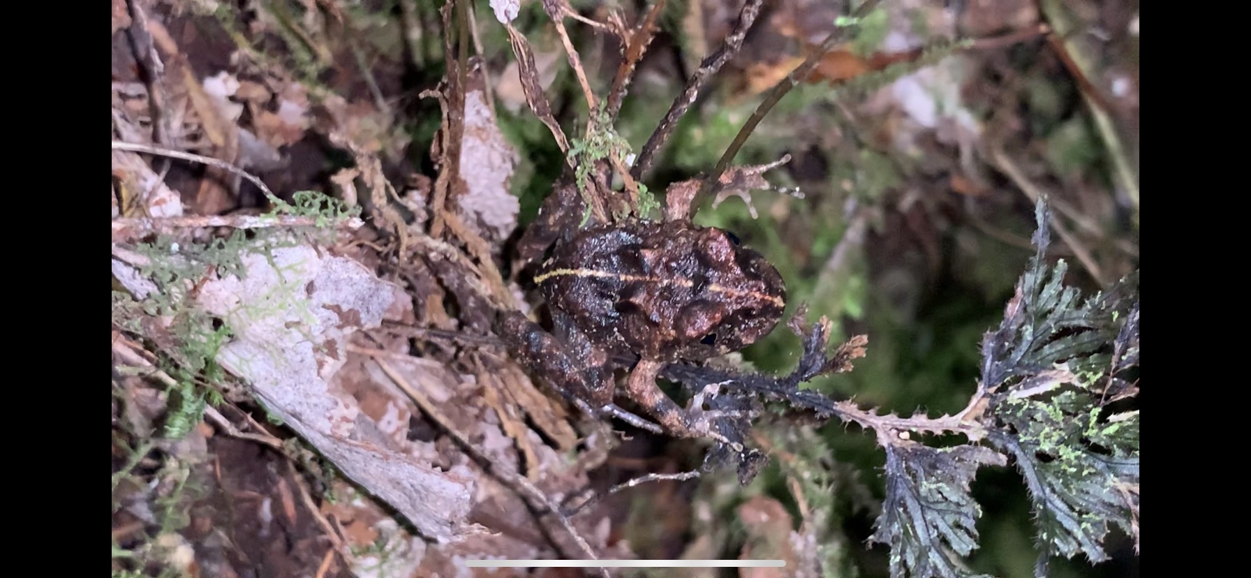 Eupsophus emiliopugini Formas, 1989