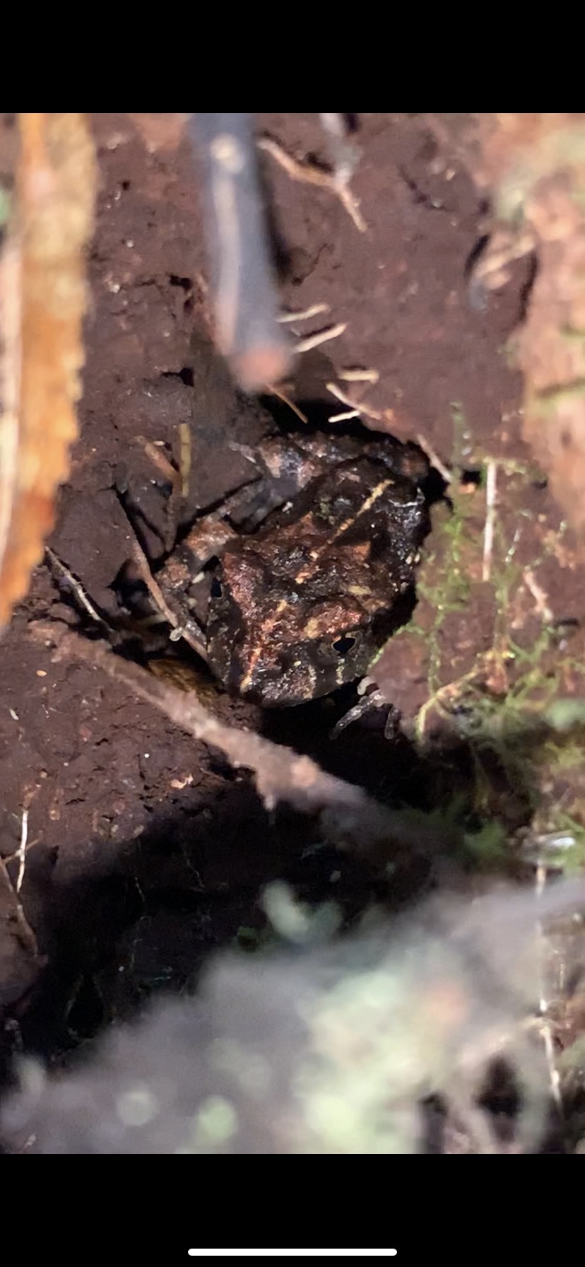 Eupsophus emiliopugini Formas, 1989