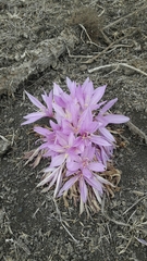Colchicum feinbruniae