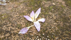 Colchicum filifolium