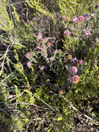 Image of Disparago ericoides by (c) Charleen Brunke, some rights reserved (CC BY)