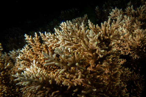 Acropora echinata