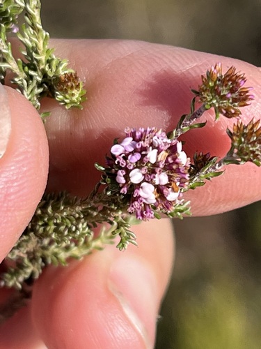 Image of Disparago ericoides by (c) Charleen Brunke, some rights reserved (CC BY)