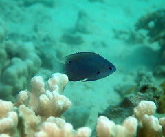 Pomacentrus brachialis