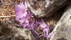 Colchicum feinbruniae