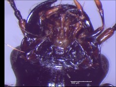 Anisodactylus nigrita