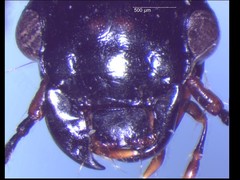 Anisodactylus nigrita