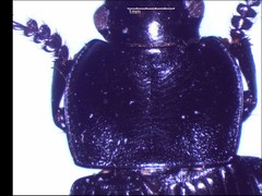 Anisodactylus nigrita