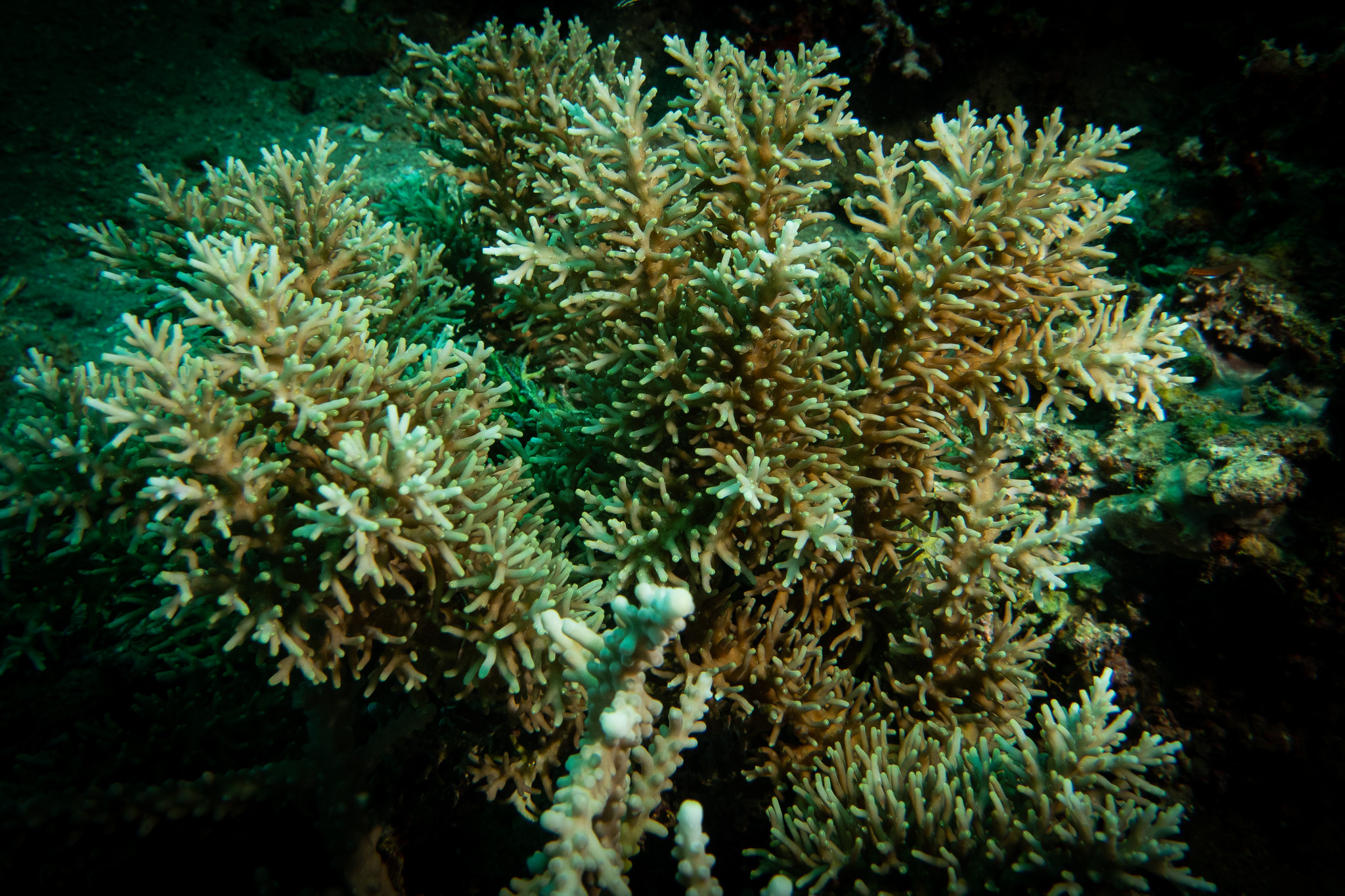 Acropora subglabra (Brook, 1891)