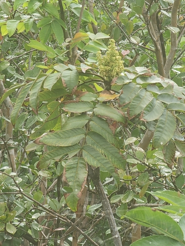 Rhus sandwicensis, photograph 5