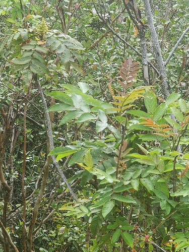 Image of Rhus sandwicensis by (c) Peter A. Greenberg, some rights reserved (CC BY)