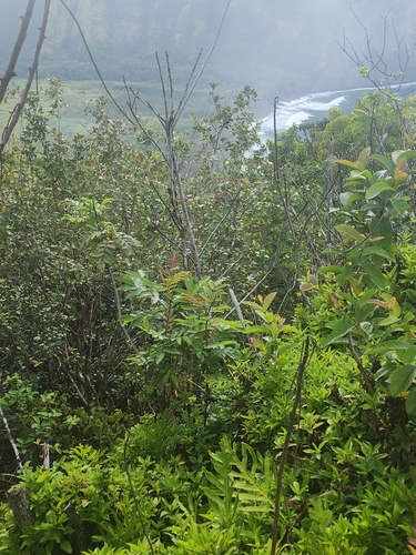 Image of Rhus sandwicensis by (c) Peter A. Greenberg, some rights reserved (CC BY)