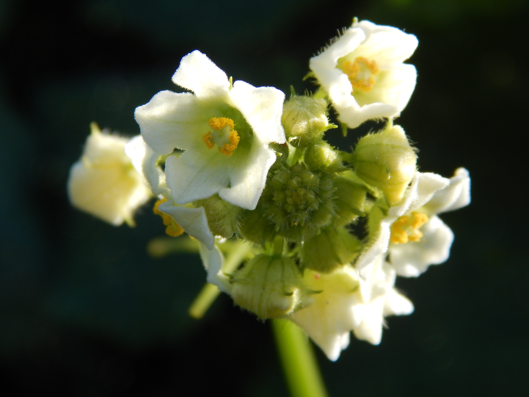 Sechium