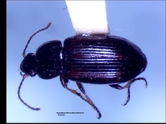 Bradycellus badipennis