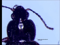 Bradycellus badipennis
